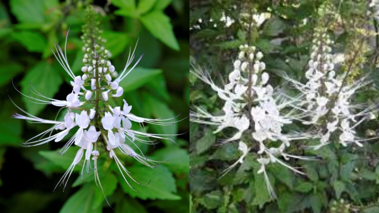 Wajib Tahu Inilah 7 Manfaat Daun Kumis Kucing bagi Kesehatan!