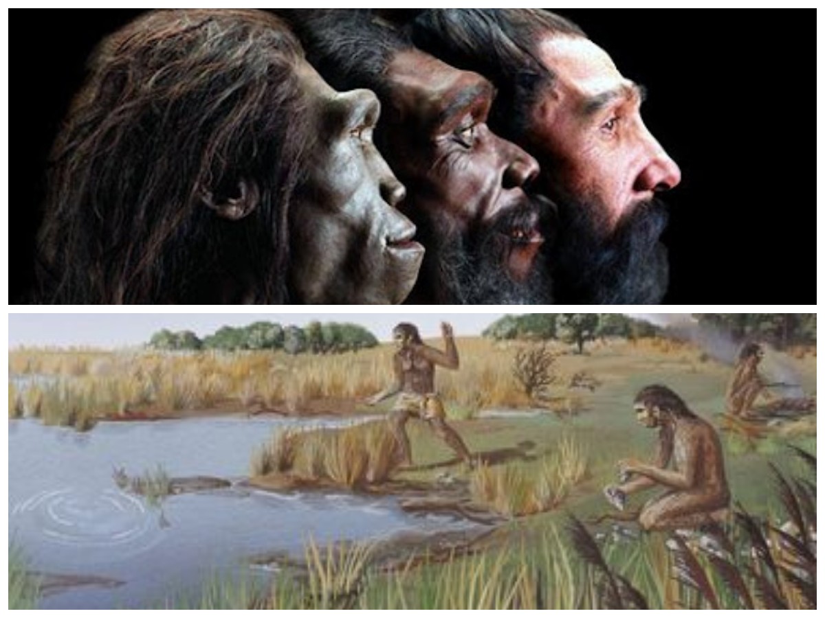 Homo Erectus Soloensis: Warisan Manusia Purba yang Menjadi Saksi Peradaban di Jawa