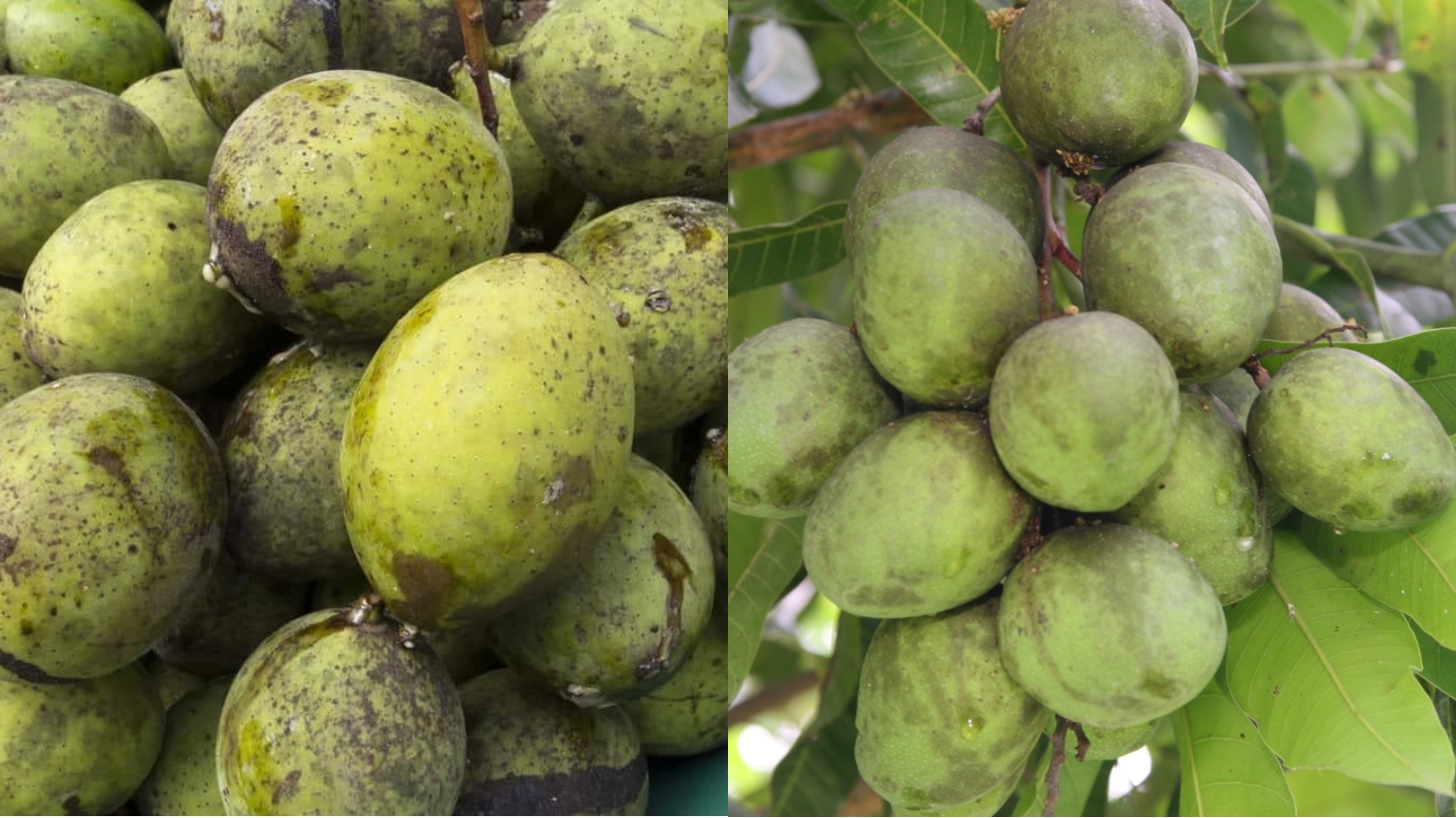 Kamu Harus Tahu! Ini Manfaat Buah Bacang Untuk Kesehatan Tubuh Yang Luar Biasa