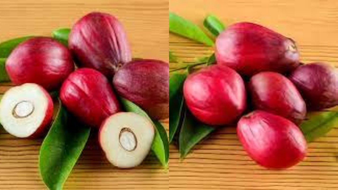 Mahkota Dewa: Ketahui Inilah 7 Manfaatnya Untuk Kesehatan Yang Jarang Diketahui