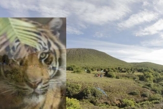 Mitos Manusia Harimau Pelindung Gunung Dempo Puncak Tertinggi di Sumsel, Pendaki Sudah Ada Bertemu?