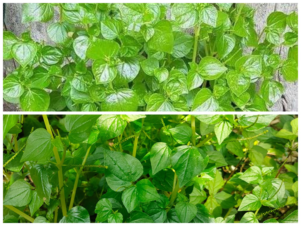 Khasiat Tersembunyi Daun Sirih Cina untuk Wajah Cerah dan Bebas Masalah