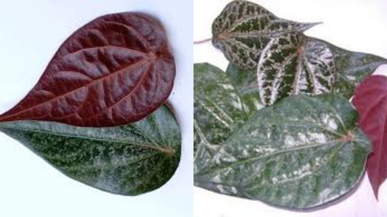 Menurunkan Tekanan Darah Tinggi Ini Teryata Guys Manfaat Sirih Merah Untuk Kesehatan!