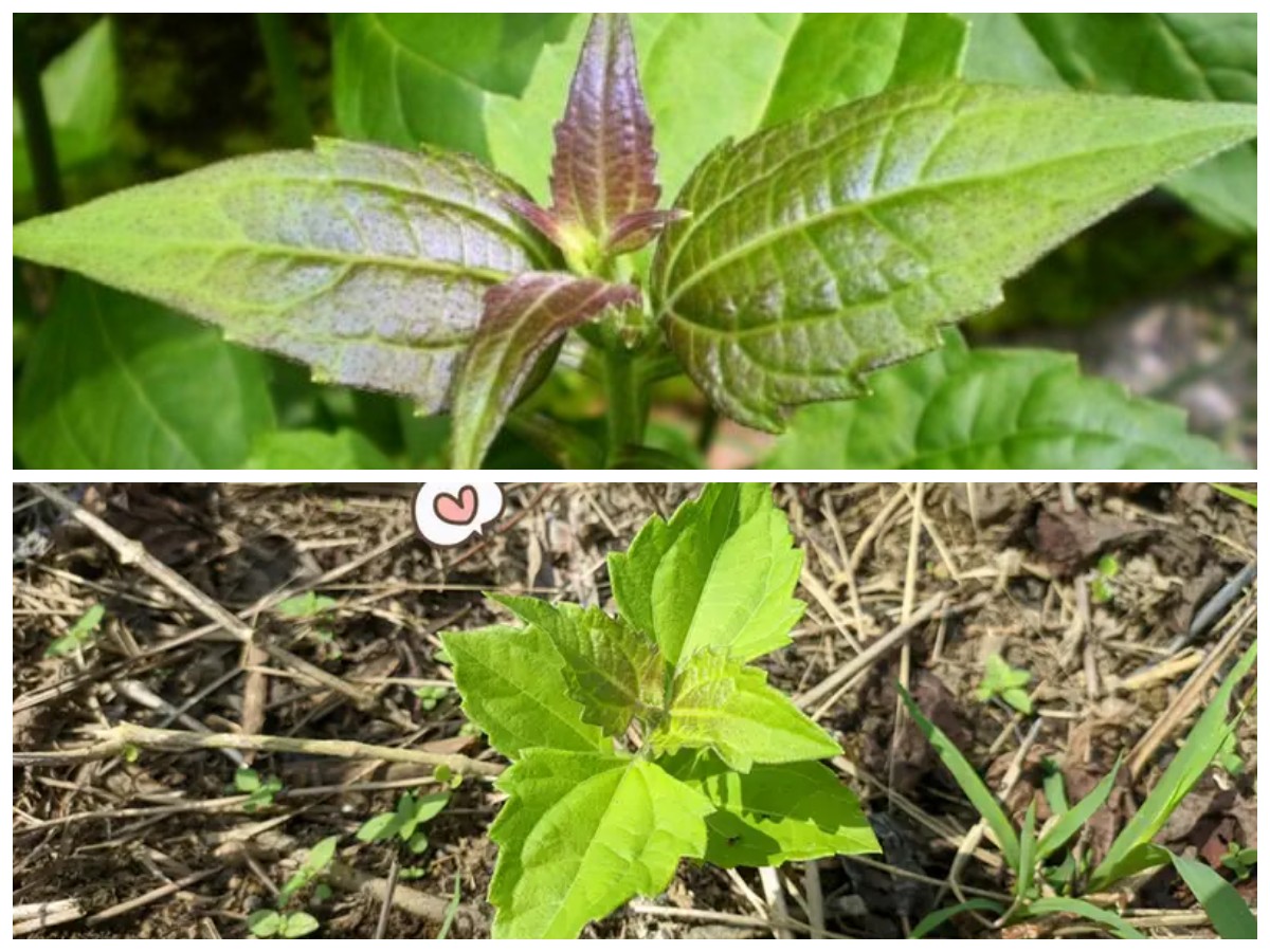 Cara Mengolah Daun Kopasanda agar Aman dan Bermanfaat untuk Lambung