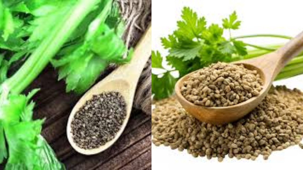  Kamu Harus Tahu! Ini Manfaat Biji Seledri Untuk Kesehatan Tubuh