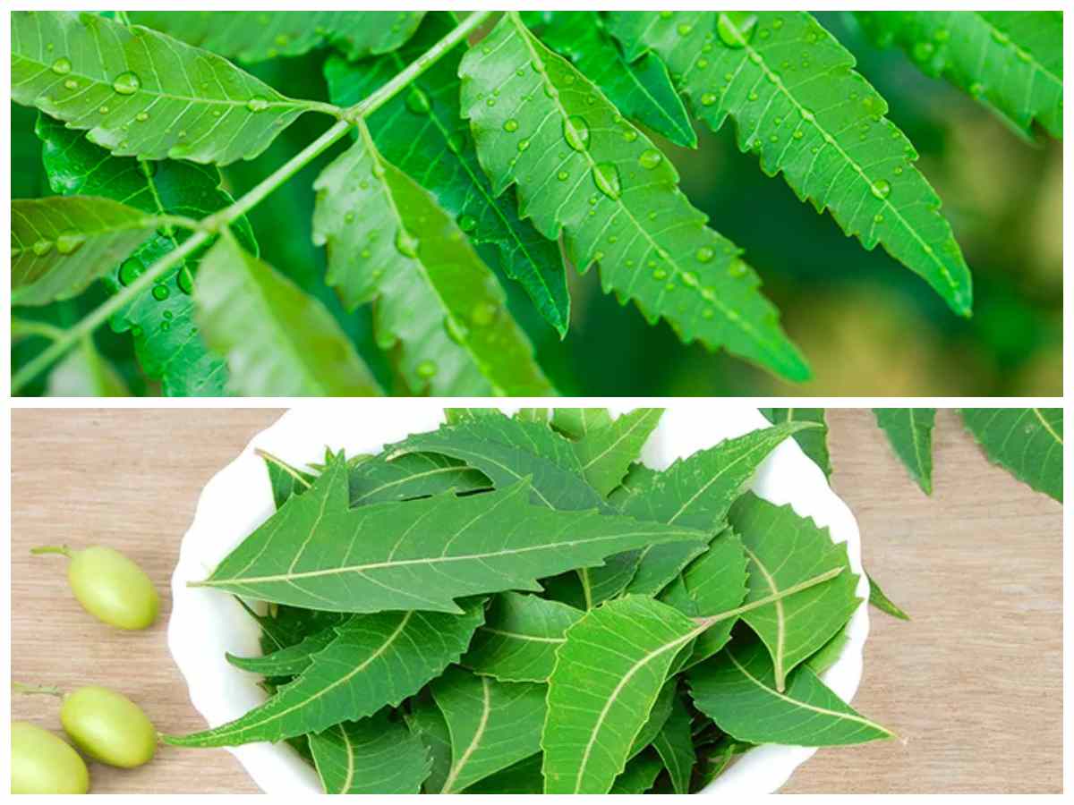 5 Khasiat Luar Biasa Daun Mimba bagi Kesehatan Tubuh Anda