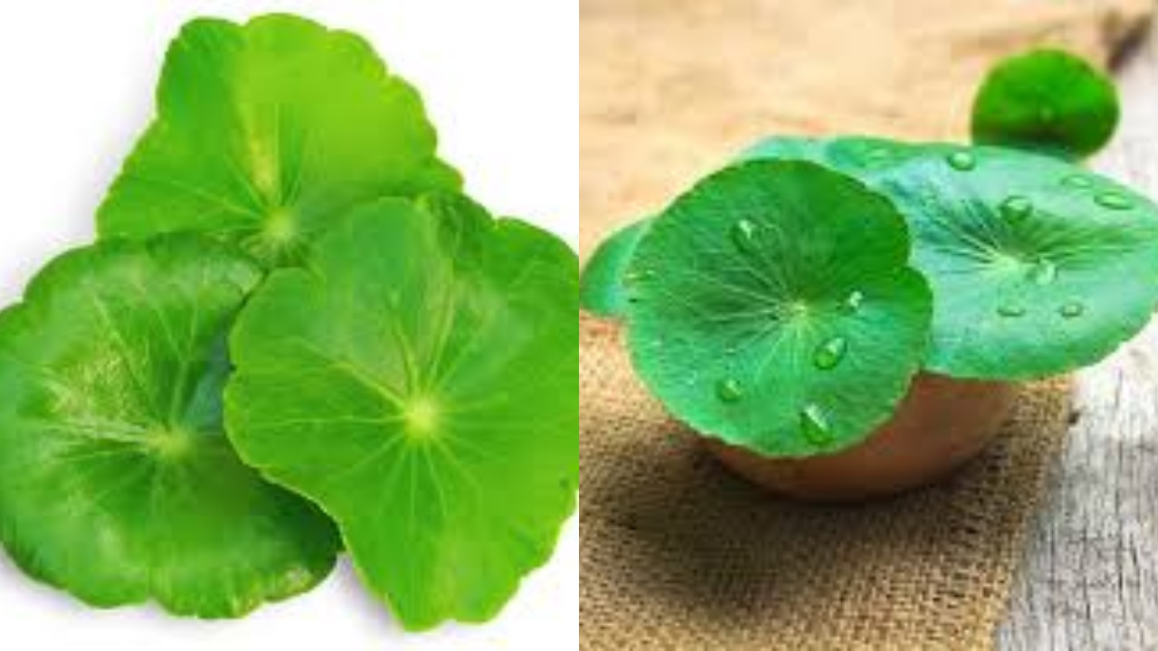 Daun Pegagan, Rahasia Herbal Yang Dipakai Sejak Zaman Kuno!