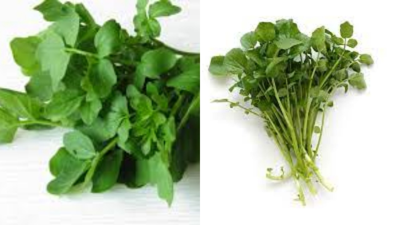 Inilah 9 Manfaat Selada AIr Untuk Kesehatan Yang Luar Biasa!