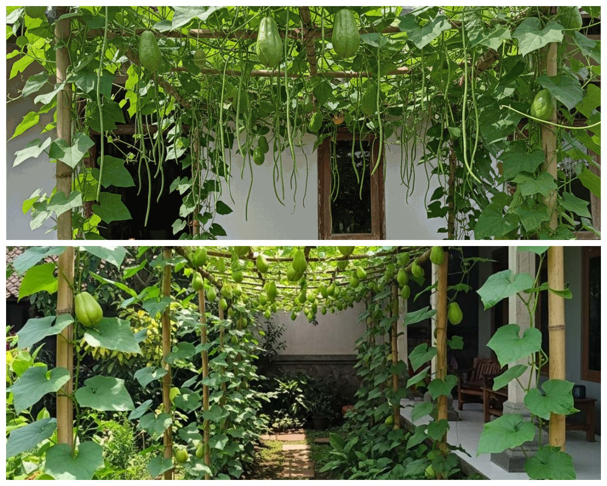 Lahan Sempit Bukan Masalah! 6 Ide Unik Menata Kebun Labu Siam Merambat yang Estetik