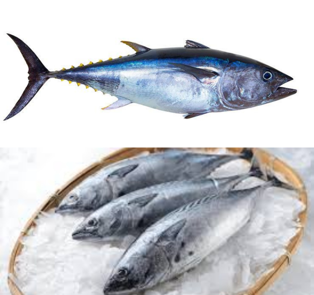 Manfaat Ikan Tongkol, Plus Tips Aman Konsumsinya!