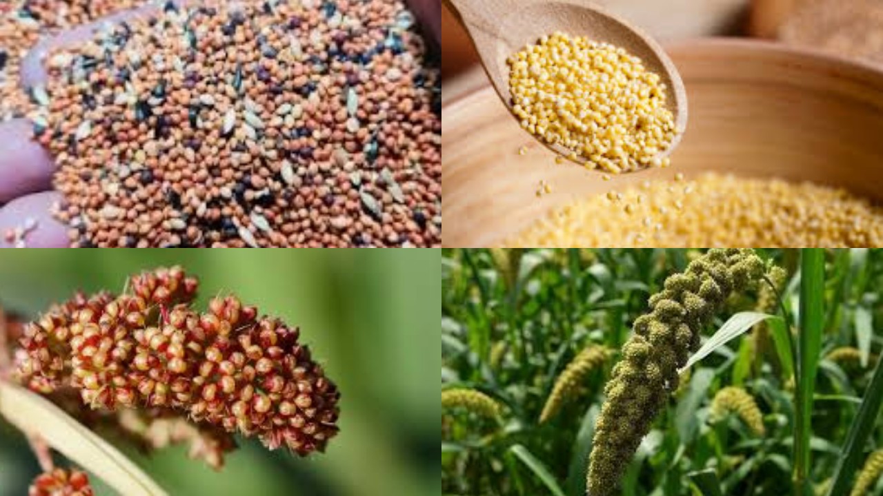 Manfaat Jewawut bagi Kesehatan, Bahan Pengganti Nasi yang Baik untuk Pencernaan