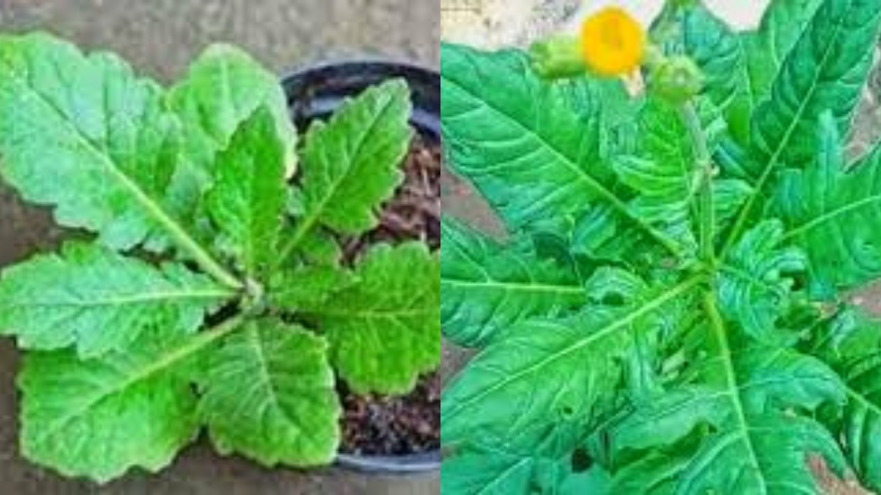 Daun Dewa, Inilah Manfaat dan Cara Mengonsumsinya