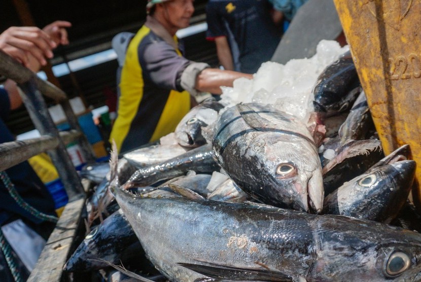 Yuk Kenali Ragam Manfaat Dari Ikan Tongkol, Ini 5 Listnya!