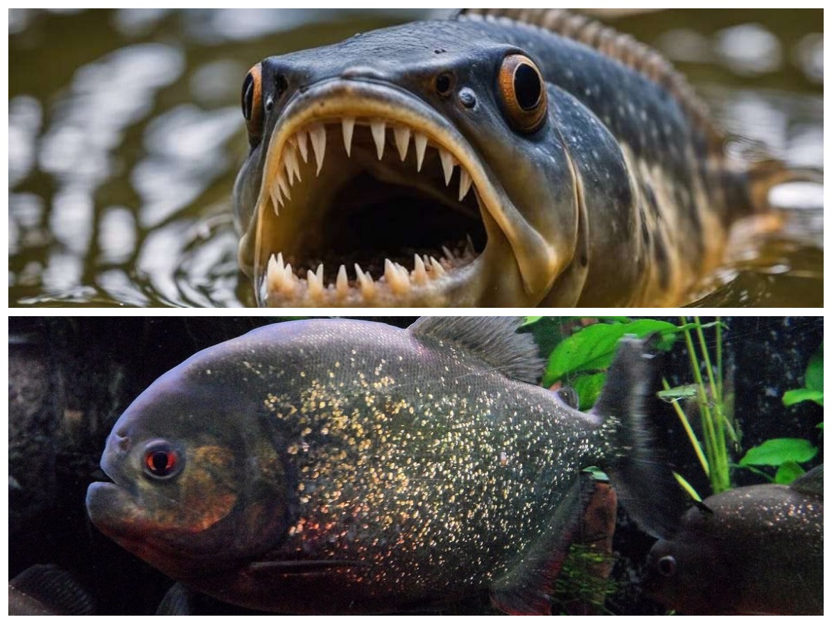 Terungkap! Ikan Ini Lebih Mematikan dari Piranha dan Sering Menyerang Alat Vital Manusia