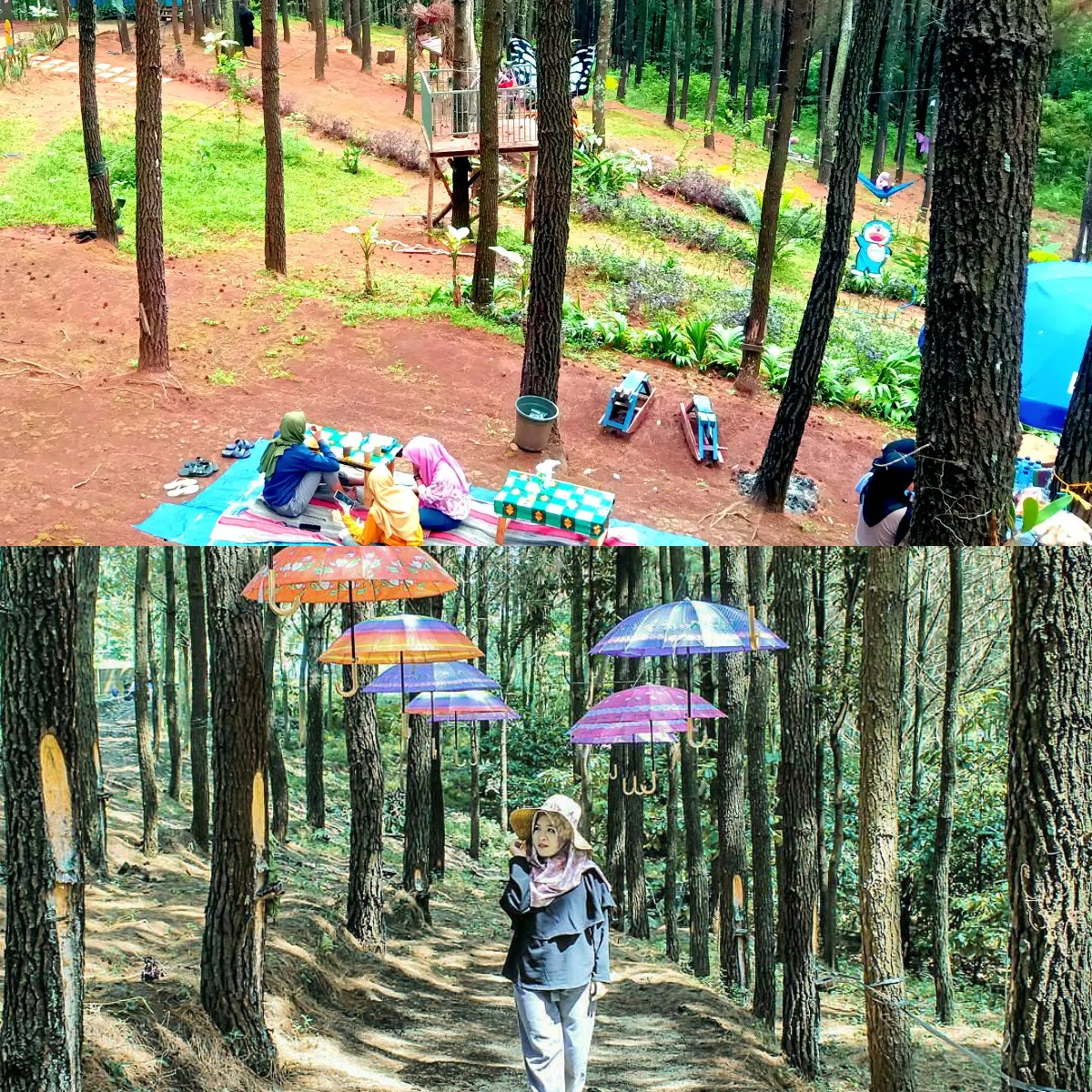Wana Wisata Bukit Pinus Wonosalam, yang Sangat Cocok Untuk Libur Imlek!