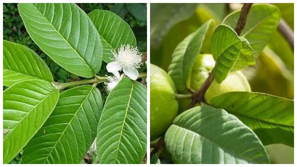 Manfaat Tersembunyi Daun Jambu Biji: Herbal Sederhana dengan Kekuatan Luar Biasa