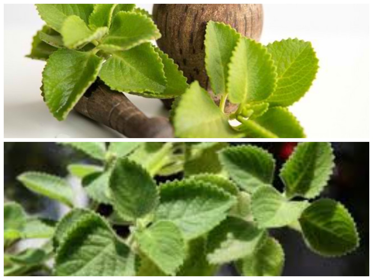 7 Khasiat Daun Bangun-Bangun yang Baik untuk Menjaga Kesehatan Tubuh