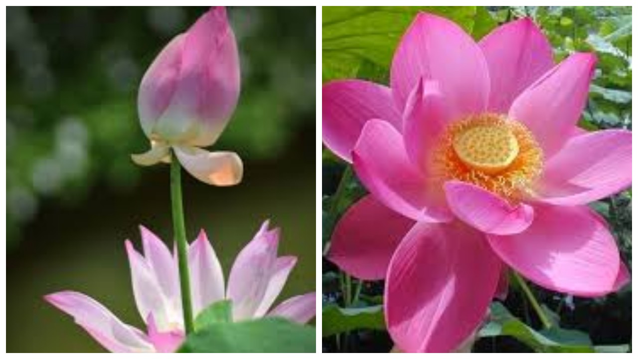 Bunga Seroja dan Ragam Manfaatnya !