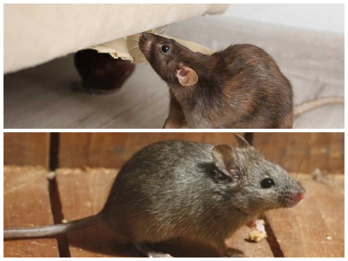 Cara Ampuh Menghalau Tikus dengan Bahan Alami yang Ada di Rumah