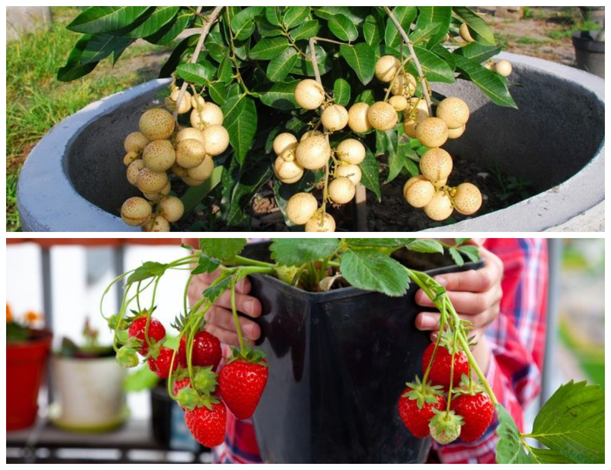 Solusi Lahan Terbatas: 7 Pilihan Tanaman Buah untuk Ditanam di Pot