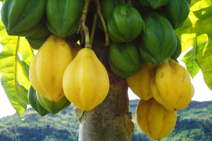 Manfaat Dari Buah Carica yang Tidak Banyak Orang Ketahui!