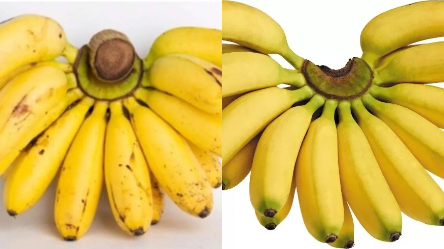 Kandungan Nutrisi Pisang Mas Dan Manfaatnya Yang Harus Kalian Tahu! 