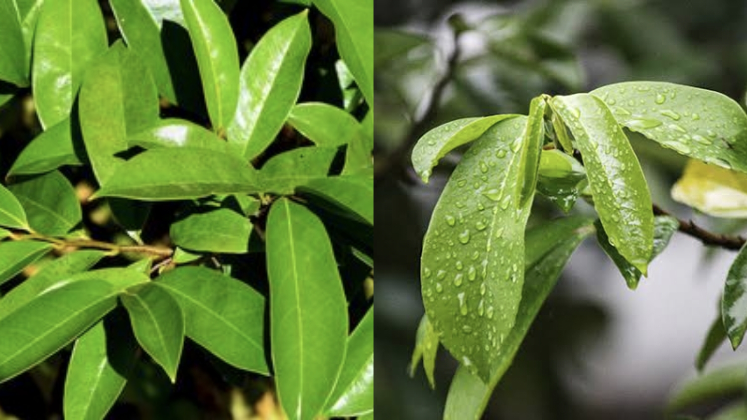 Rahasia Daun Sirsak, Penyakit yang Bisa Dicegah dengan Air Rebusannya