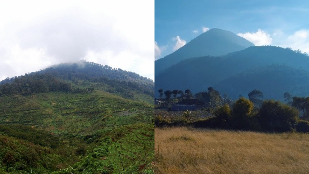 Kalian Wajib Ketahui! Inilah Fakta Menarik Gunung Bukittunggul, Dan Kawasan Hutan Jenis Montane Dan Submontane