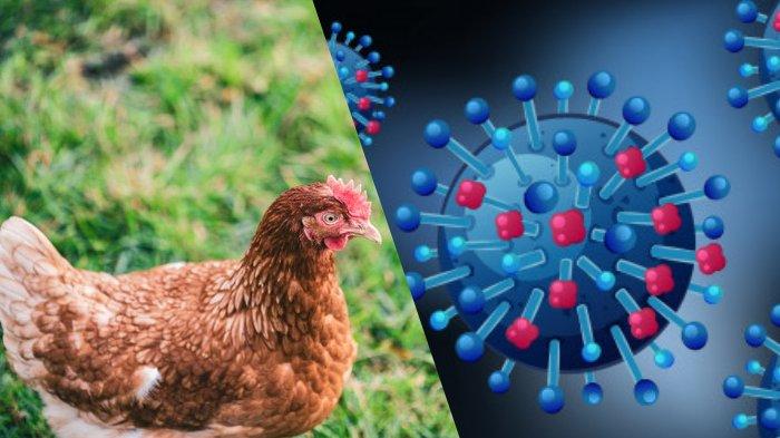 Flu Burung Berpotensi Zoonosis, Pemerintah Waspadai KLB Flu Burung