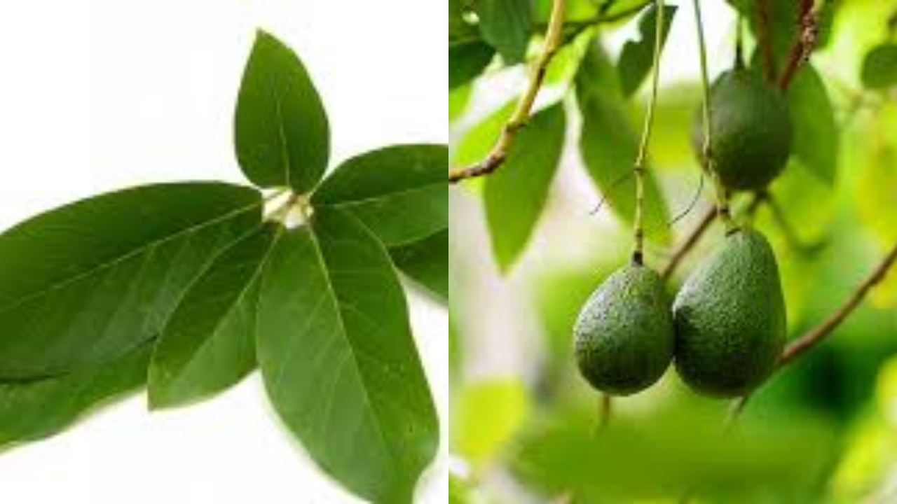 Menurunkan Tekanan Darah Harus Tahu Teryata Ini Manfaat Daun Alpukat Yang Luar Biasa!