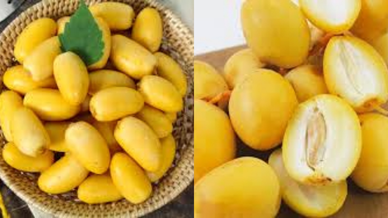 Simak! 7 Khasiat Dan Manfaat Kurma Kuning Muda Yang Luar Biasa