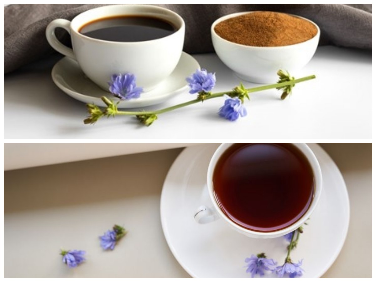 Kopi Tanpa Kafein? Kenali Manfaat Kopi Chicory sebagai Pilihan Sehat Pengganti Kopi Konvensional!