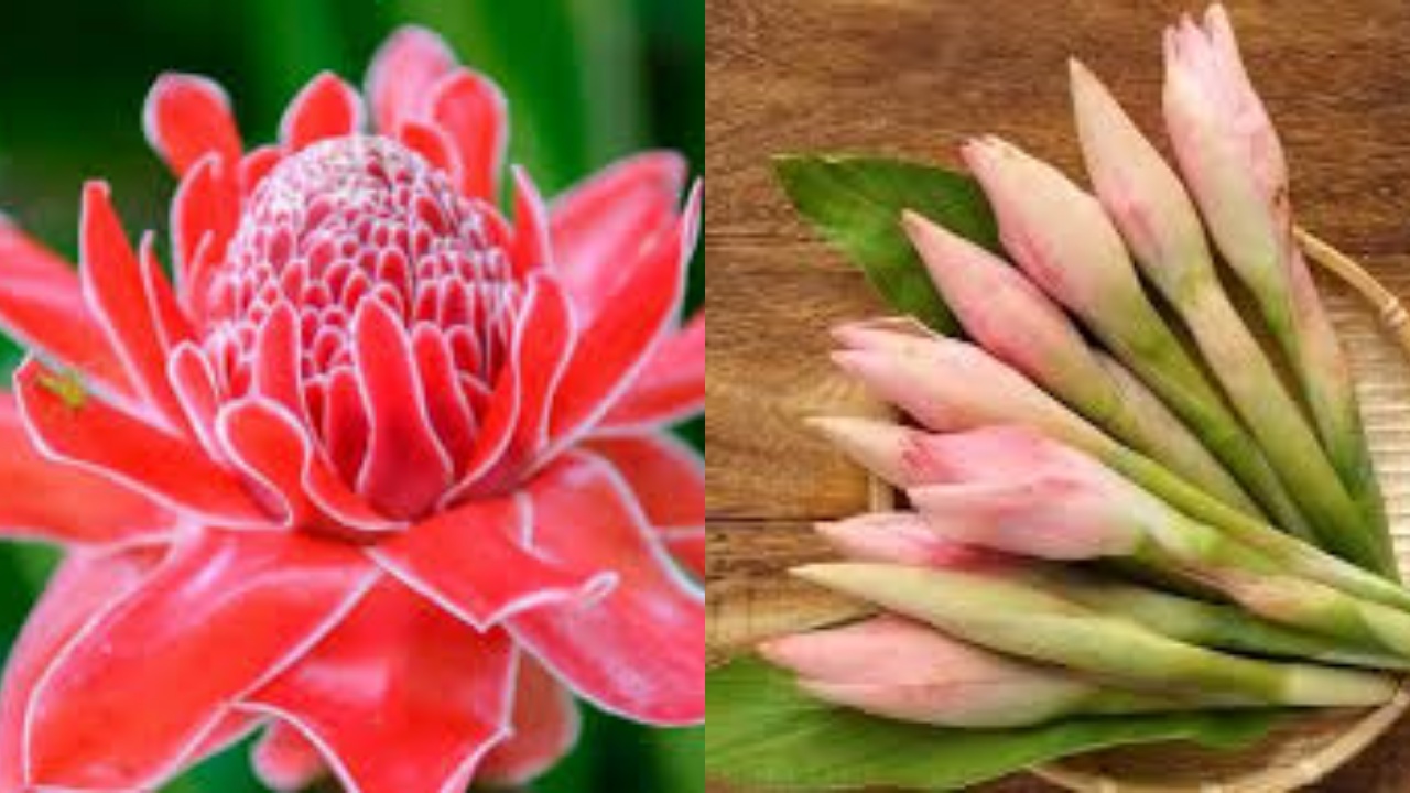 Kaya Gizi Dan Nutrisi, Inilah 8 Manfaat Kecombrang Untuk Kesehatan!