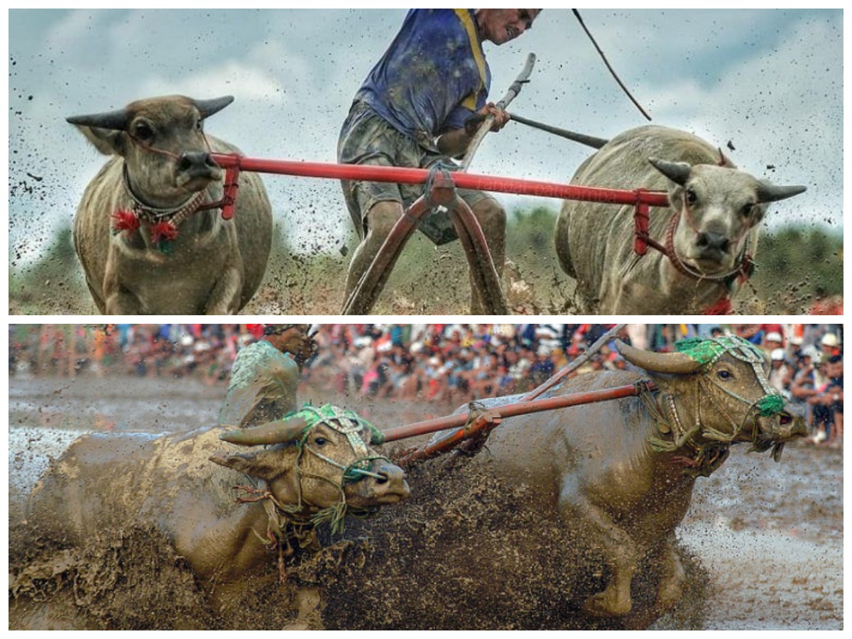 Suku Sumbawa dan Kearifan Lokal: Refleksi Budaya Tangguh dari Tanah Samawa