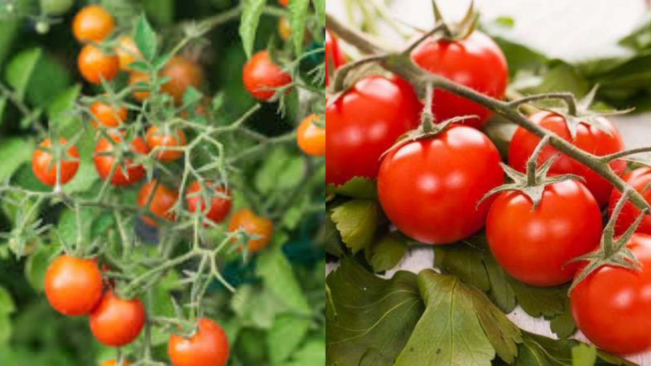 Manfaat Tomat Ceri bagi Kesehatan, Kaya Antioksidan dan Nutrisi!