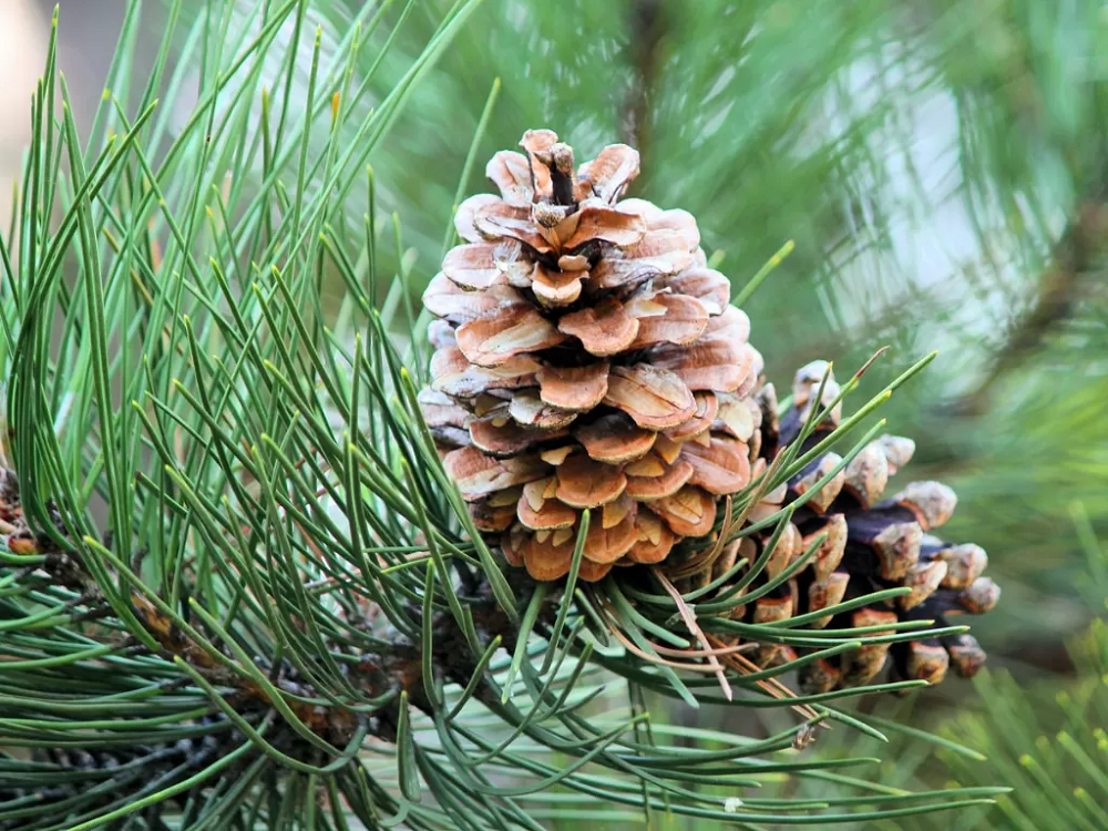 Apa Saja Keunggulan Kesehatan dari Kacang Pohon Pinus? Simak 5 Manfaatnya!