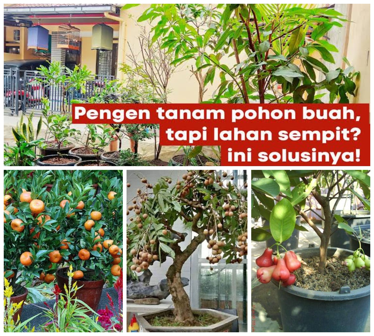 Ingin Punya Tanaman Buah Tapi Lahan Sempit? 7 Inspirasi Tabulampot Ini Bisa Jadi Solusi