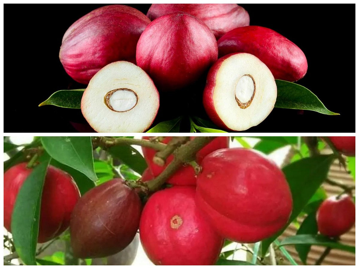 Manfaat Mahkota Dewa untuk Tubuh: 5 Alasan Mengapa Anda Perlu Tahu!