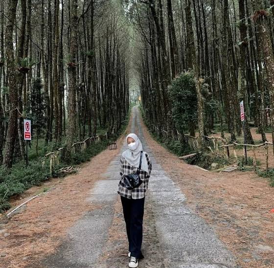 Hutan Pinus Kragilan yang Instagramable, Sangat Wajib Kamu Kunjungi!