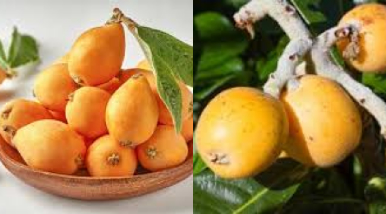  Jarang Diketahui Inilah Manfaat Dan Kandungan Dari Loquat Untuk Kesehatan!