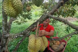 6 Nama Daerah Penghasil Raja Buah Durian, Salah Satunya Ada Palembang!