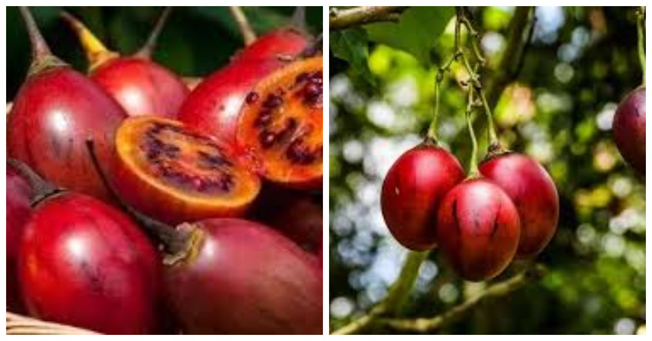 9 Manfaat Terong Belanda, Buah Kecil Kaya Vitamin C