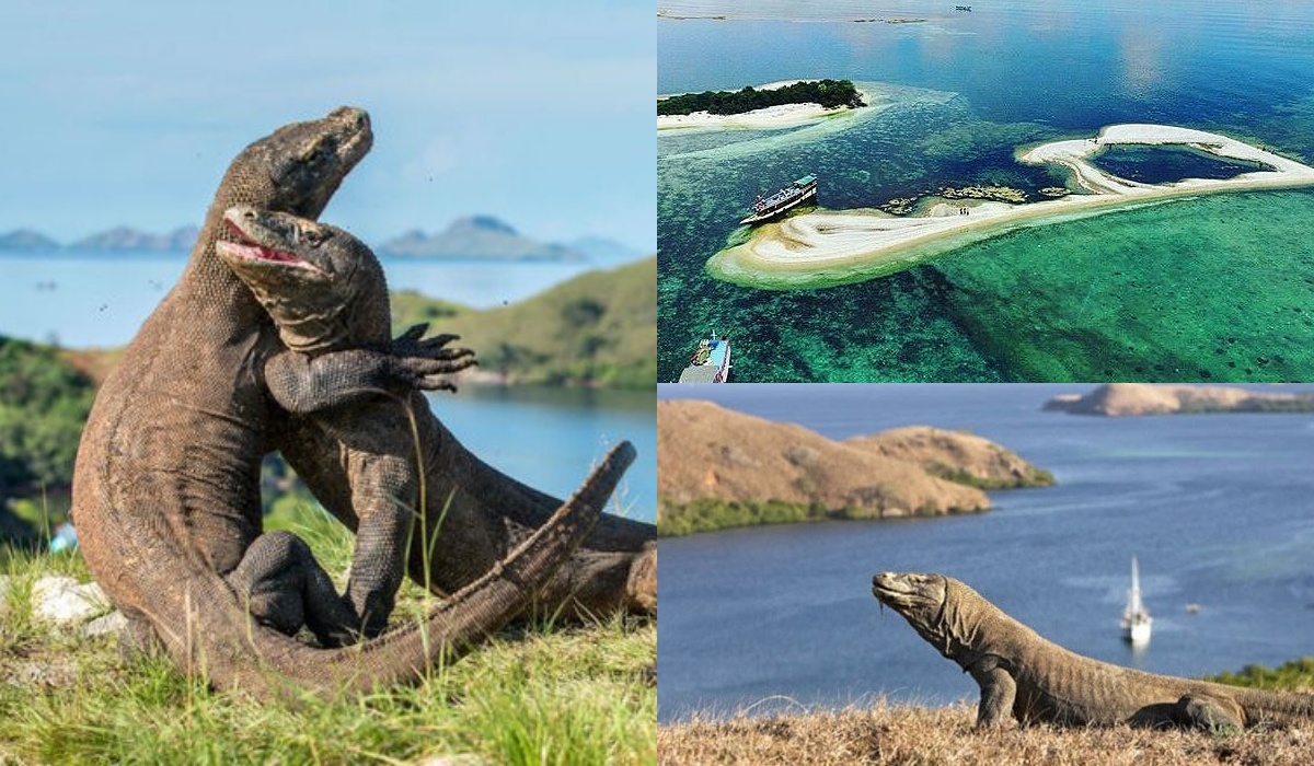 Perlu Kamu Ketahui, 6 Fakta Menarik Tentang Pulau Komodo