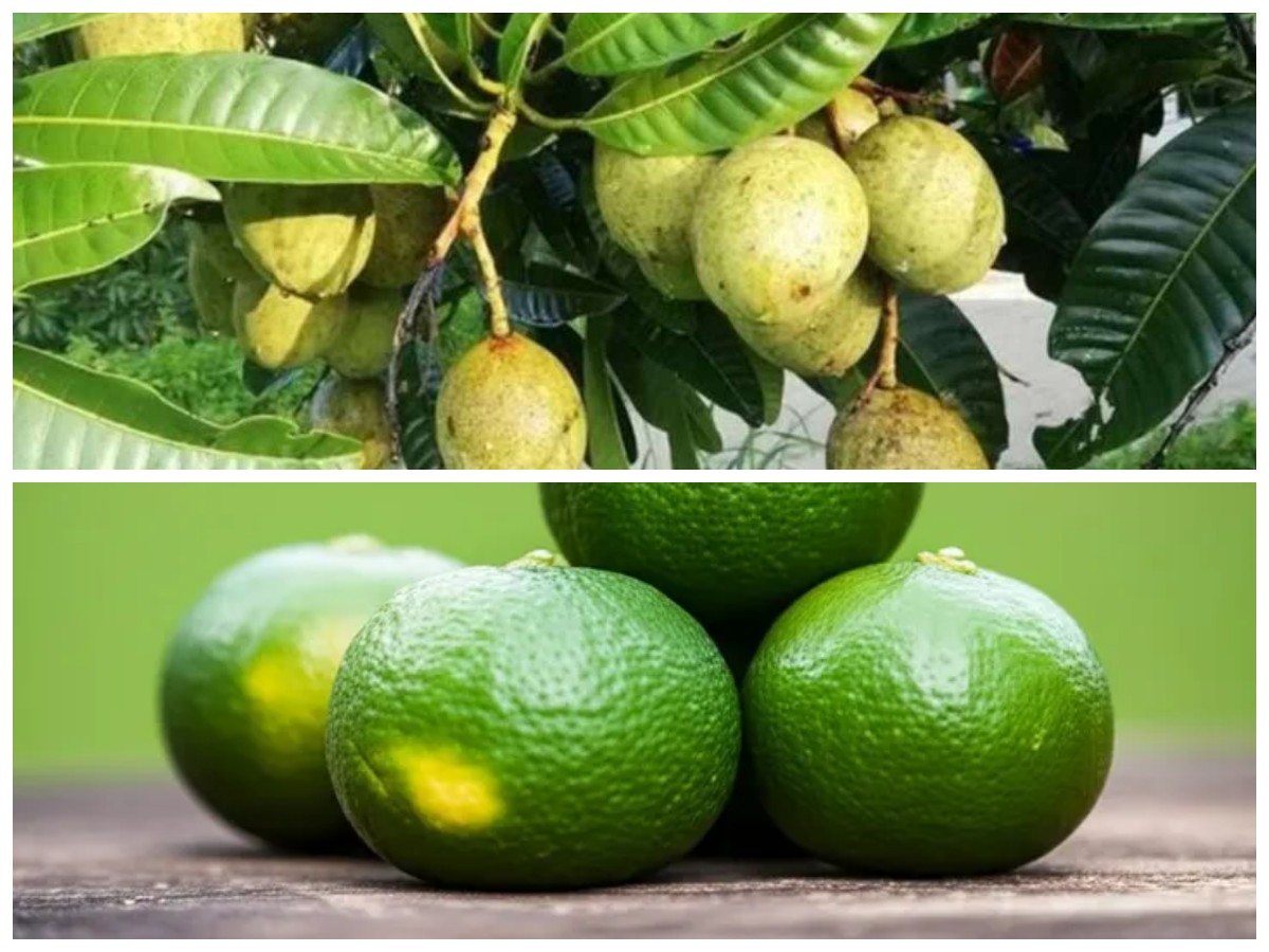 Buah Limus: Si Kecil Penuh Khasiat untuk Jantung, Pencernaan, dan Berat Badan Ideal!