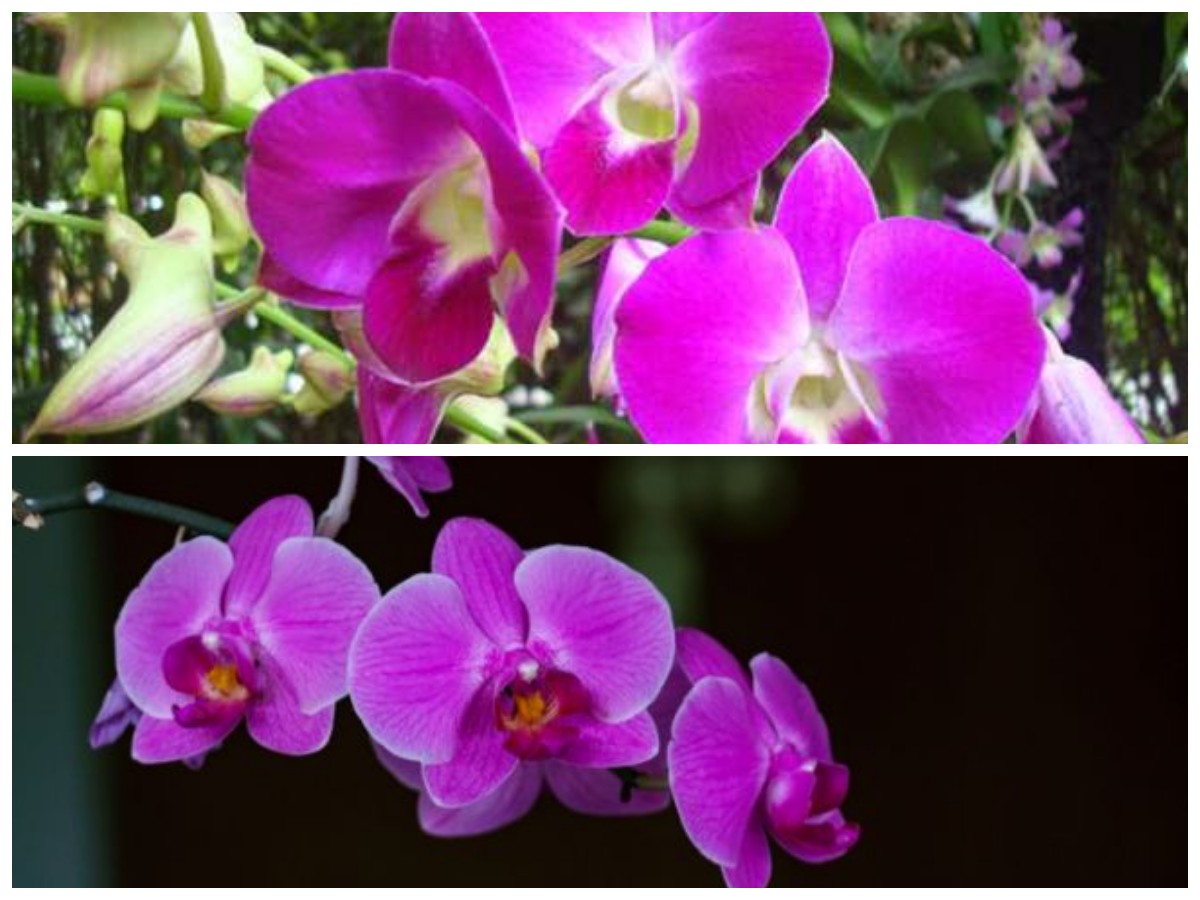 7 Khasiat Tersembunyi Bunga Anggrek untuk Menunjang Kesehatan Tubuh