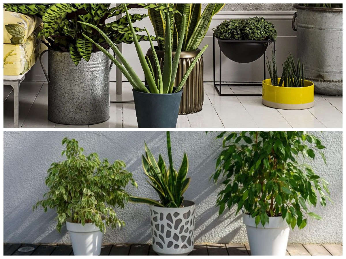 Tak Hanya Mempercantik, 7 Tanaman Hias Ini Diyakini Datangkan Hoki dan Kesehatan di Rumah