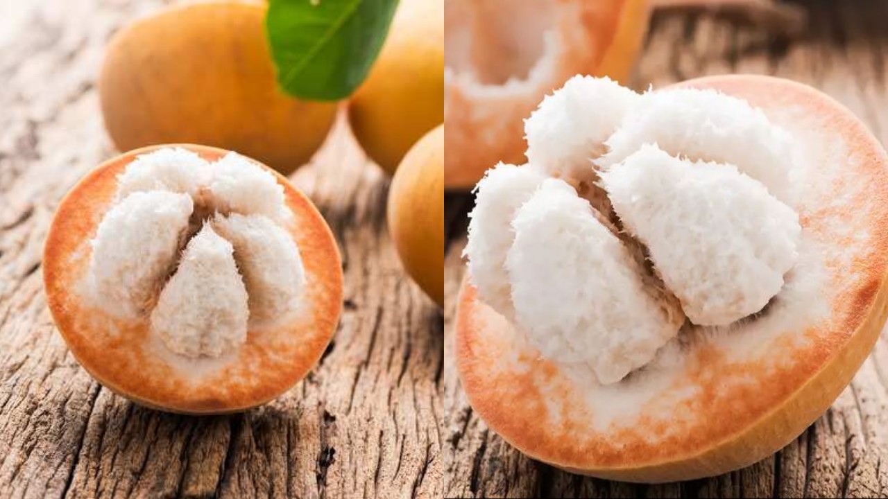 Khasiat Tersembunyi Buah Kecapi yang Jarang Diketahui Banyak Orang!