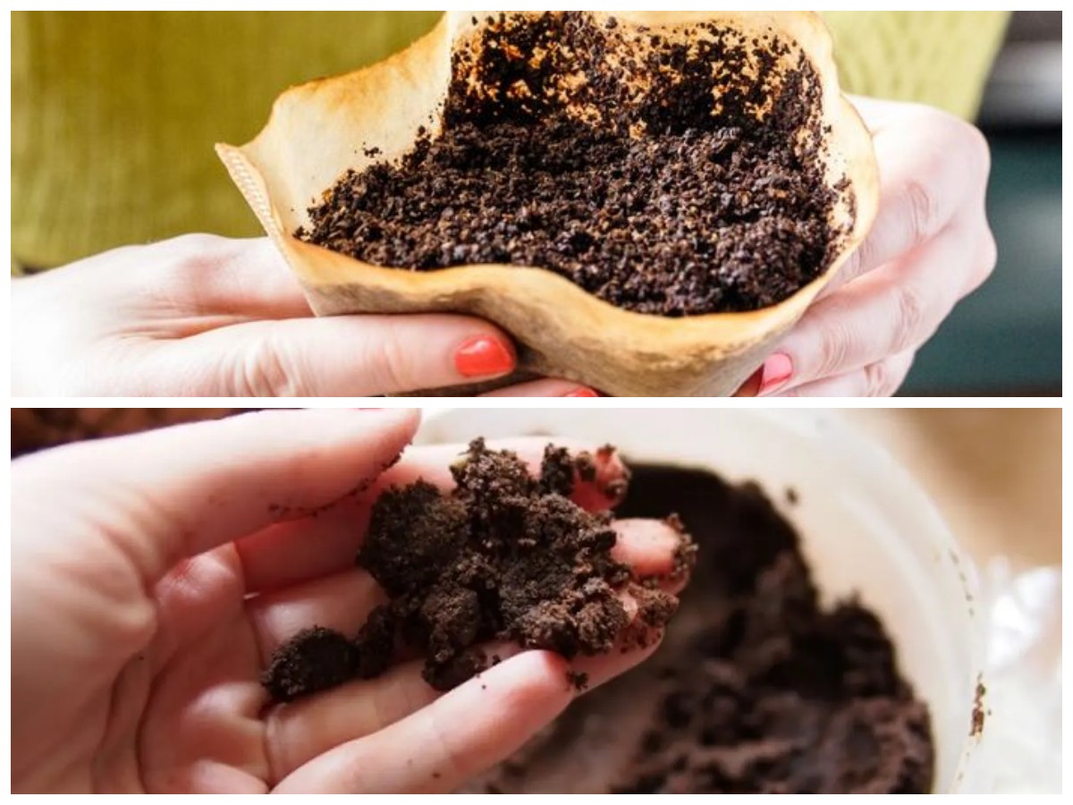 Jangan Dibuang! 7 Cara Ampas Kopi Bisa Bermanfaat di Kehidupan Sehari-hari
