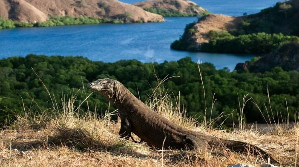 Fakta menarik Pulau Komodo