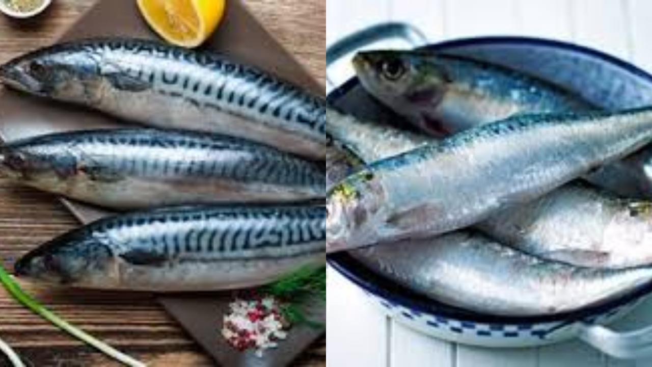 Yuk Intip! Beragam Manfaat Ikan Sarden Untuk Kesehatan Yang Jarang Diketahui